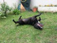 /album/galerie-de-photos-%3am%c3%a2le-charcole/a20140710-134454-copie-jpg/